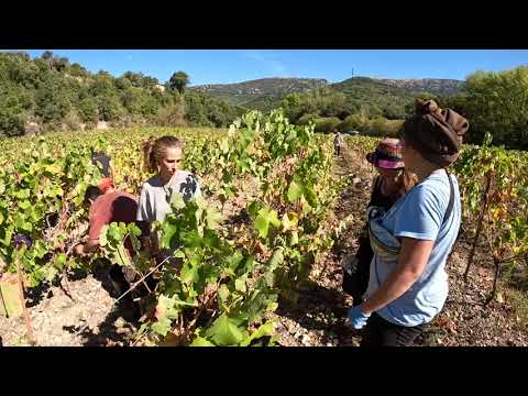 Bienvenue au Domaine de Dernaceuillette de Maître Boussens Vigneron d'altitude . 4K
