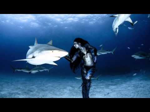 download lagu mp3 mp4 Selachimorpha, download mp3 Selachimorpha free download mp3, download mp3 Selachimorpha