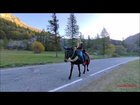 DEGIO E LA SUA MULA PIOGGIA A BELLINO PER LA" FIERA DEI DES " IN VAL VARAITA. MART. 10 - 10 - 2023.