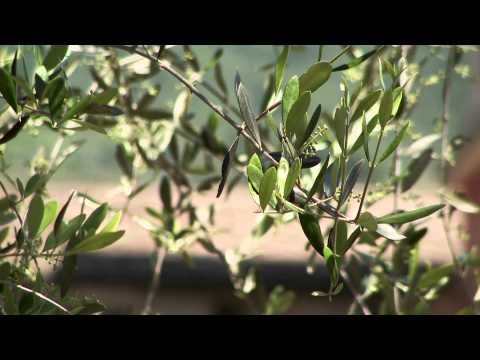 Borghi d'Italia Borgomaro