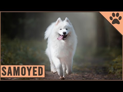 Samoyed - Everything about the dog breed