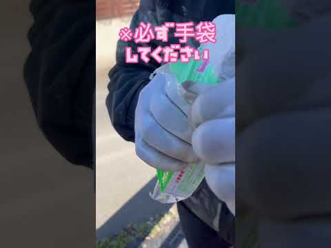 漂白剤は白酢コカ・コーラの匂いを嗅いでネズミを追い払う