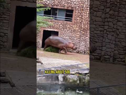 Hippo Attacks Man!! #shorts