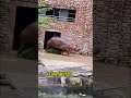 Hippo Attacks Man Shorts