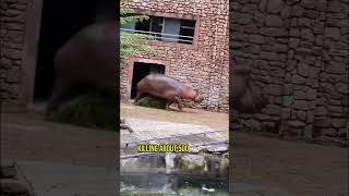 Hippo Attacks Man!! #shorts
