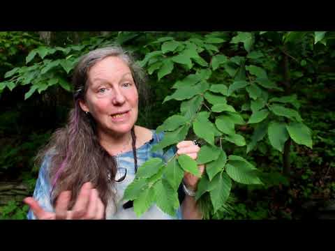 Plant Medicine Series: Black Birch