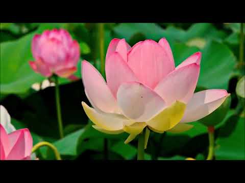 dhivehi madhaha  Yarabbi Salli Alaih by shifna