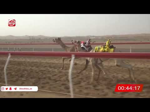  ش 23 (شاهين) لـ علي راشد بن مفتاح الشامسي 2:11 ، شارة الصندوق 2026/07/30 فطامين الروضة