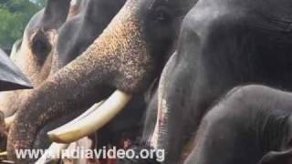 Beginning of elephant feasting at Vadakkumnathan temple