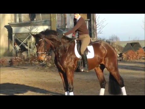 Cayado Wallach geb.2012