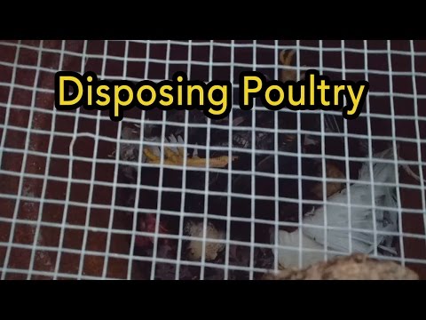 How I dispose of dead Poultry (slightly graphic)
