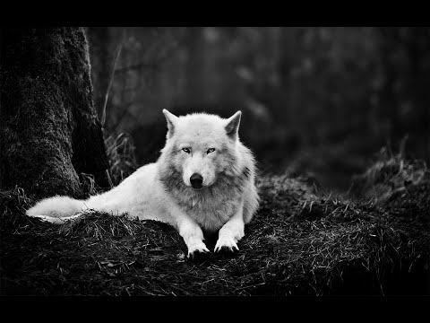 Be a Lone Wolf Motivation | Walk Your Own Path