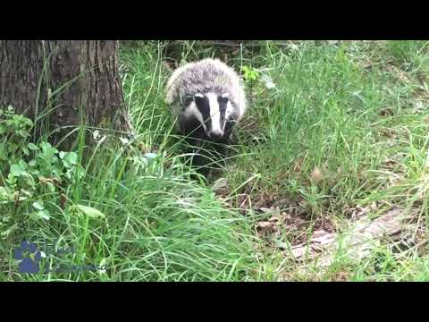 Incontro con un tasso, filmato sul telefonino. Close encounter with a badger, phone footage.