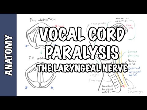 Parésie ou paralysie du nerf laryngé (Anatomie, physiologie, classification, causes, physiopathologie)