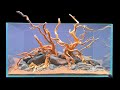 Platy Fish Tank Setup 2024 Step By Step Aquascape Tutorial Part 1