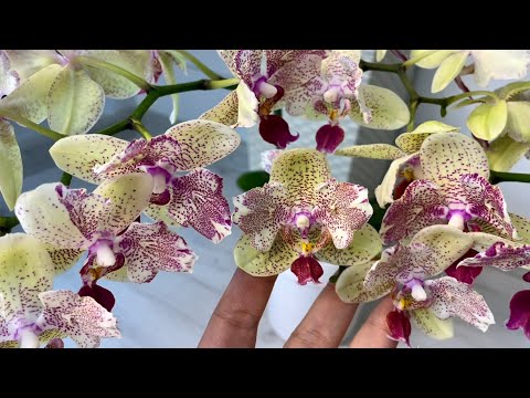 часть 2 - Такого КОЛИЧЕСТВА цветущих ОРХИДЕИ еще не было❗️