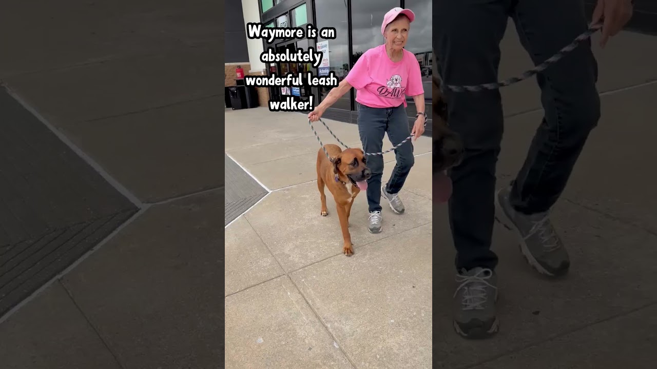 Waymore, a Adoptable Mixed Breed in Denison, TX video 6/6