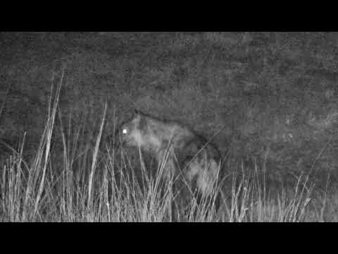Djuma: Lone Hyena - 04:57 - 06/23/18