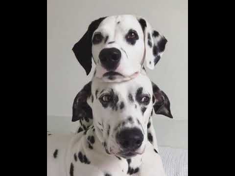 Funny Dalmatians strike a pose