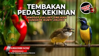 Download lagu 🔴 Live Tembakan Kasar Tajam Cucak Jenggot Gacor Isian Greja vs Cucak Cungkok Super Gacor mp3