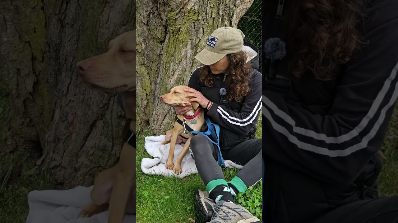 Hollis, a ADOPTABLE mixed breed in Harrison, NY video 6/6