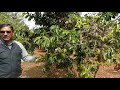 ಲಕ್ಷ್ಮಣಫಲ Laxman Phalam Fruit/ Cultivation Method/ Mr.Venkatesh /Bannur Karnataka