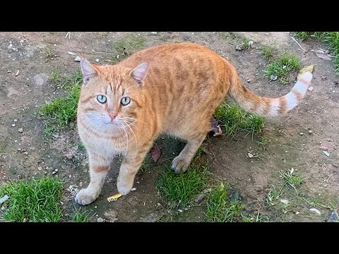 Male cat tried to mate with 3 different cats
