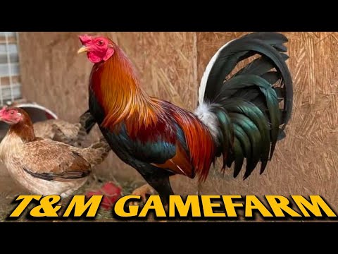 Kelso Penny hatch Grey - T&M FARM