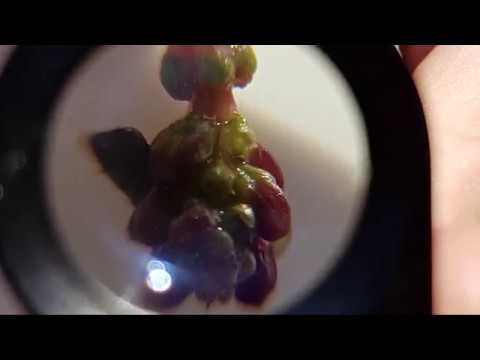 HTSV SK Tauchen für den Naturschutz im Gombether See Borken Hessen