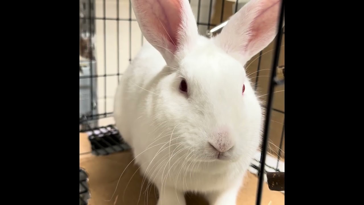 Enlarge Storm- #48385, a Adoptable American in Columbia, MD video 3/3