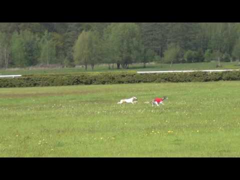 7.5.2017 Coursing Kolesa