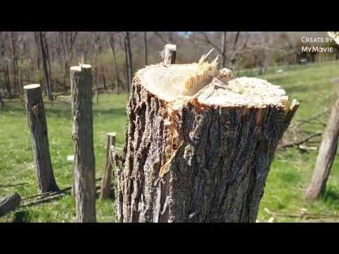 fruit tree guilds and pollard Locust