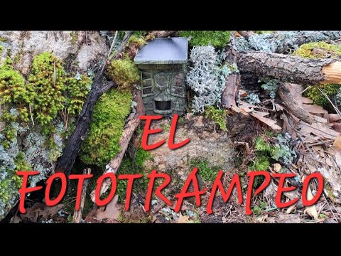 FOTOTRAMPEANDO 2. La primavera en el pinar. Compruebo, mantengo, cambio y pruebo una nueva cámara