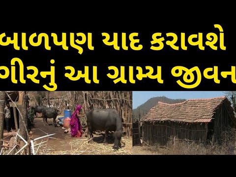 Life in an Gir Village ।। Real Traditional Village Life in Sasan Gir ।। Farm, Buffalo etc