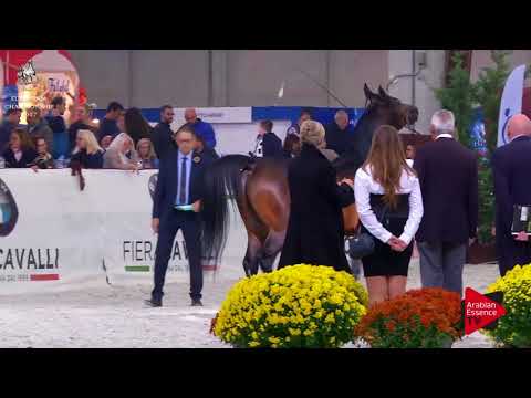 N.208 FREE EUKALIPTUS - Verona 2017 - 7-9 Years Old Stallions (Class 11)