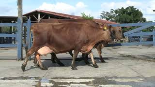 Vídeo 88 - 1ª ETAPA MEGA LIQUIDAÇÃO TOTAL AGROPECUÁRIA MARAJOARA - DIA 4 | GADO GIROLANDO E HOLANDÊS