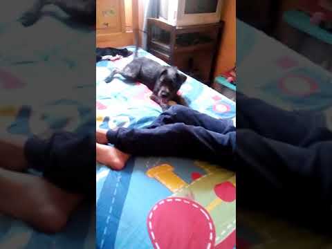 Los vídeos de Dayra