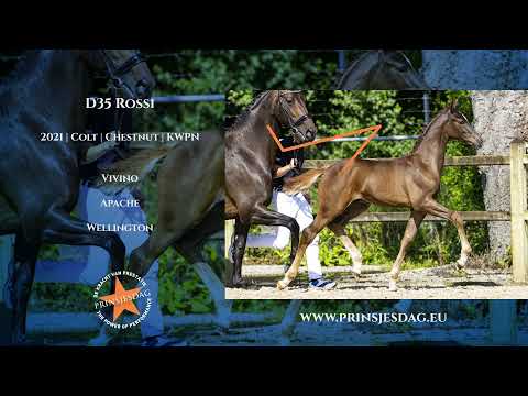 D35 Rossi (Vivino x Apache x Wellington)