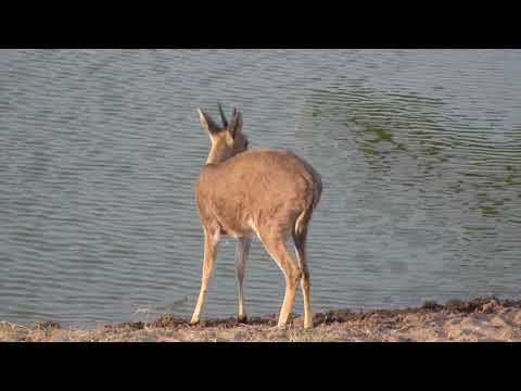 Djuma: Common Grey Duiker male - 16:42 - 09/26/18