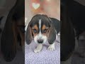Beagle dogs for sale: OPAL - Video 1