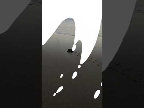 https://www.youtube.com/shorts/Xw_Nn4X-428