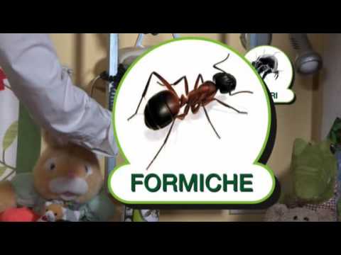 Lo schema di trattamento di vermi per bambini Eruzione allergica a bambini a causa di vermi