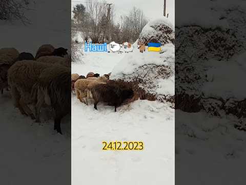 , title : 'Наші 🐑🐏🐐🇺🇦shorts #ukraine #село #2023 #dorper #sheep #дорпер #вівці #shorts'