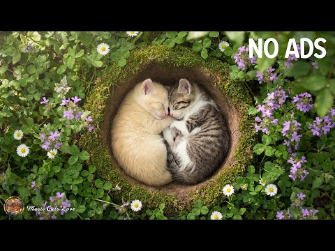 Sleep Anti Separation Anxiety Cats Music 💖🐈 Calming Cats Music 🎵 Stressed Cats