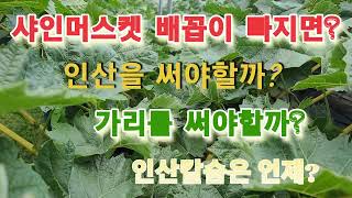 샤인머스켓 배꼽이 빠지면 뭘해야 할까? 인산과 가리의 특성을 알아봅니다