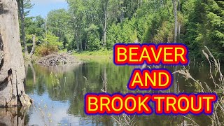 A day HIKE looking for BEAVER and Brook TROUT : Exploring the Quehanna wilderness. [ trail vlog]