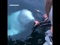 Dolphin Full Hd Whatsapp Status Dolphin