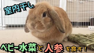 室内干しベビー水菜&人参を食べるたれ耳ウサギ【bunny eat mizuna&carrot】
