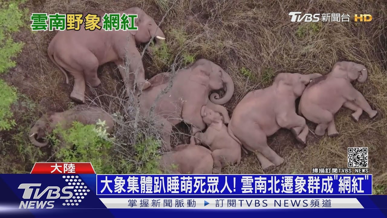 大象集體趴睡萌死眾人! 雲南北遷象群成「網紅」