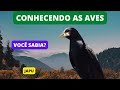 Curiosidades Sobre o JAPU - Crested Oropendola - Brazilian Birds Singing